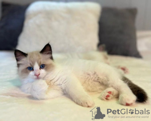 Photo №1. ragdoll - for sale in the city of Bremerhaven | 317$ | Announcement № 69384