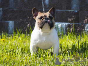 Photo №1. Mating service - breed: french bulldog. Price - negotiated