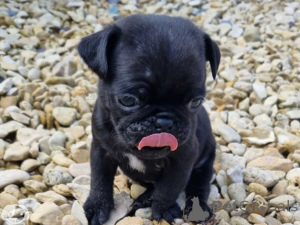 Photo №1. pug - for sale in the city of Árskógssandur | Is free | Announcement № 169604