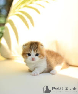 Photo №4. I will sell munchkin in the city of Amsterdam. private announcement, breeder - price - 516$