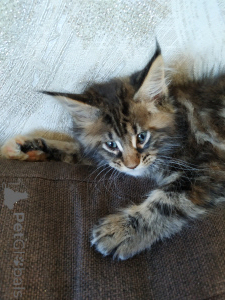 Photo №1. maine coon - for sale in the city of Tyumen | 1116$ | Announcement № 135371