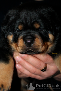 Photo №1. rottweiler - for sale in the city of Gomel | 882$ | Announcement № 128263