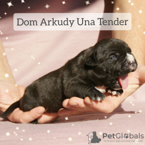 Photo №2 to announcement № 15215 for the sale of american bully - buy in Russian Federation from nursery