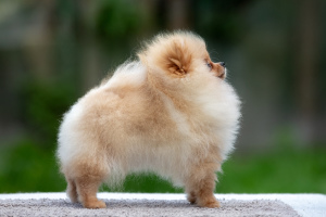 Additional photos: Male Pomeranian