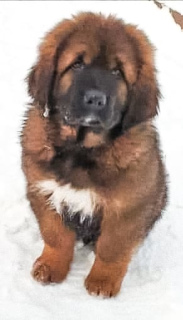 Photo №1. tibetan mastiff - for sale in the city of Yekaterinburg | Negotiated | Announcement № 5192