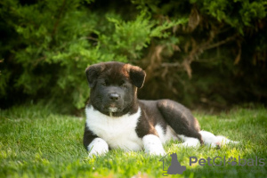 Photo №1. american akita - for sale in the city of Dnipro | 1414$ | Announcement № 69328