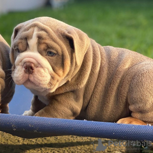 Photo №3. English Bulldog puppy. Italy