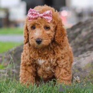 Photo №3. Meet Brooke Gorgeous Red Toy Poodle Puppy Ready for Her Forever Home. Germany