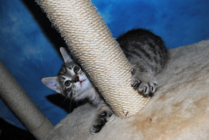 Photo №4. I will sell kurilen bobtail in the city of Kharkov. from nursery - price - 368$