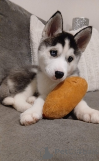 Photo №2 to announcement № 161320 for the sale of siberian husky - buy in Andorra 