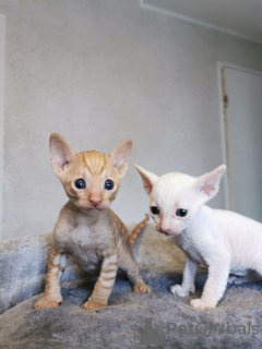 Photo №1. cornish rex - for sale in the city of Reservoir | 317$ | Announcement № 71723