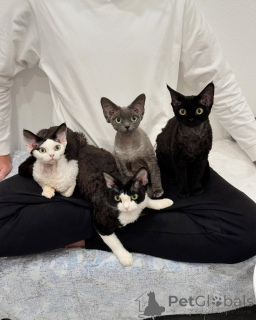 Photo №1. devon rex - for sale in the city of Stockholm | negotiated | Announcement № 161180