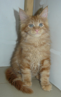 Photo №3. Maine Coon kitten 3 months. Russian Federation