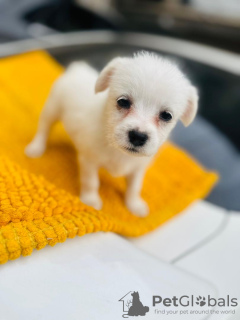 Photo №1. maltese dog - for sale in the city of Berlin | Is free | Announcement № 97162