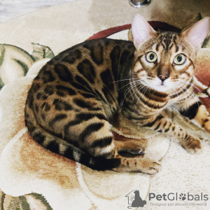 Photo №3. Bengal cats mating in Belarus. Announcement № 20857