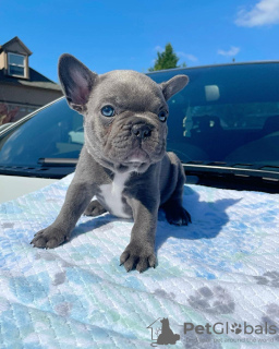 Photo №1. french bulldog - for sale in the city of Leverkusen | negotiated | Announcement № 51138