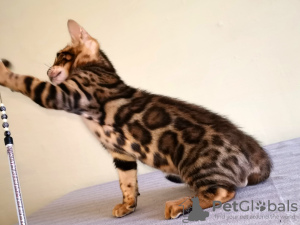 Photo №2 to announcement № 9010 for the sale of bengal cat - buy in Belarus from nursery
