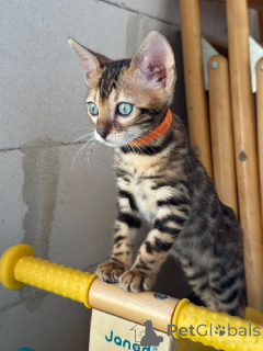 Photo №1. bengal cat - for sale in the city of Amiens | Is free | Announcement № 173644