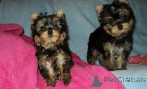 Photo №1. yorkshire terrier - for sale in the city of Izmir | negotiated | Announcement № 175617