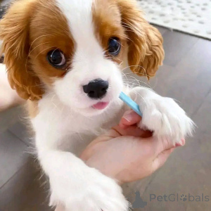Photo №3. Male Cavalier King Charles Spaniel Puppy Business whatsapp447400576553. Finland