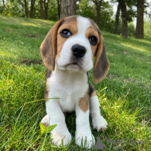 Additional photos: 12 week old Boy and girl beagle puppies looking for their new homes