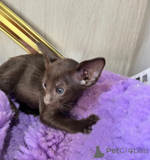 Photo №1. oriental shorthair - for sale in the city of Siegen | 361$ | Announcement № 177569