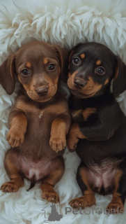 Photo №3. Miniature Dachshund Puppies Are Ready for Their New Homes. Switzerland
