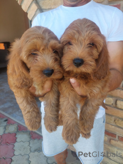 Photo №2 to announcement № 173467 for the sale of  - buy in Serbia 