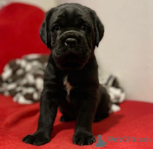 Photo №1. cane corso - for sale in the city of Bad Homburg Vor Der Höhe | negotiated | Announcement № 155090