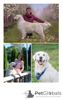 Photo №2 to announcement № 45584 for the sale of golden retriever - buy in Russian Federation breeder