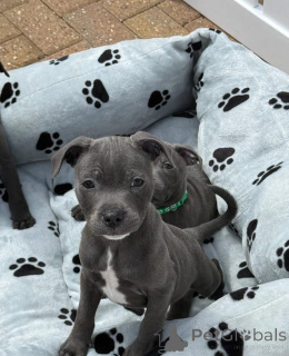 Photo №1. staffordshire bull terrier - for sale in the city of Bois Kolomb | negotiated | Announcement № 173481