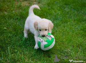 Photo №2 to announcement № 150212 for the sale of golden retriever - buy in Germany private announcement