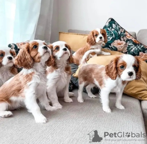 Photo №1. cavalier king charles spaniel - for sale in the city of Marseilles | 528$ | Announcement № 11634