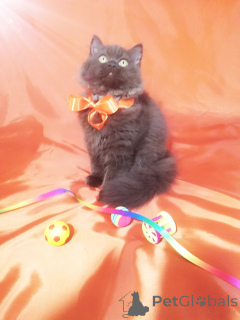 Photo №3. Luxurious British cat in a sweet color. Belarus