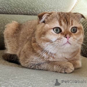 Photo №3. Knitting with Scottish Foldik in Georgia. Announcement № 135629