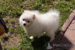 Photo №2 to announcement № 56173 for the sale of pomeranian - buy in Russian Federation breeder