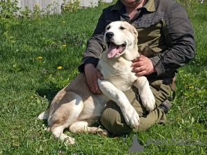 Photo №3. Puppies of SAO Alabai. Germany