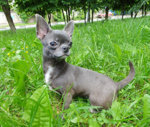 Photo №2 to announcement № 2439 for the sale of chihuahua - buy in Russian Federation from nursery, breeder