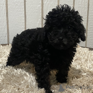 Photo №2 to announcement № 163915 for the sale of poodle (toy) - buy in United Kingdom private announcement