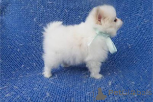 Photo №2 to announcement № 141882 for the sale of pomeranian - buy in United States 