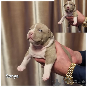 Photo №2 to announcement № 30250 for the sale of american bully - buy in Lithuania breeder
