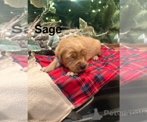 Photo №1. cavalier king charles spaniel, golden retriever - for sale in the city of ADELAIDE | negotiated | Announcement № 161052