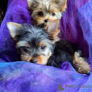 Photo №2 to announcement № 66318 for the sale of yorkshire terrier - buy in Latvia private announcement