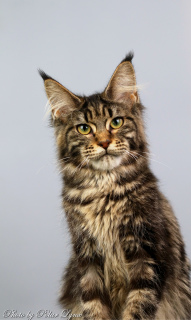 Photo №3. Maine Coon. Russian Federation