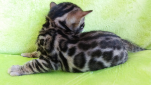 Photo №1. bengal cat - for sale in the city of Minsk | negotiated | Announcement № 1148