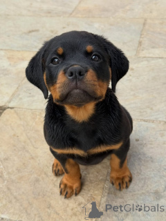 Photo №1. rottweiler - for sale in the city of Berlin | negotiated | Announcement № 174970