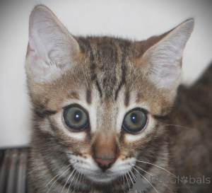 Photo №2 to announcement № 171801 for the sale of bengal cat - buy in Belgium 