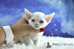 Photo №3. Devon Rex kittens te koop. Belgium