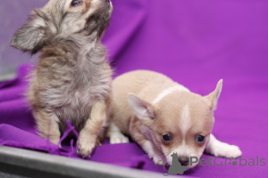 Photo №3. Male and female Teacup Chihuahuas available. United Kingdom