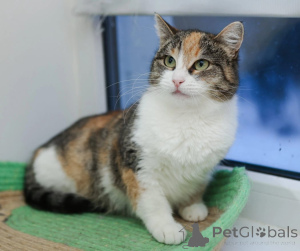 Photo №1.  - for sale in the city of Moscow river | Is free | Announcement № 147636